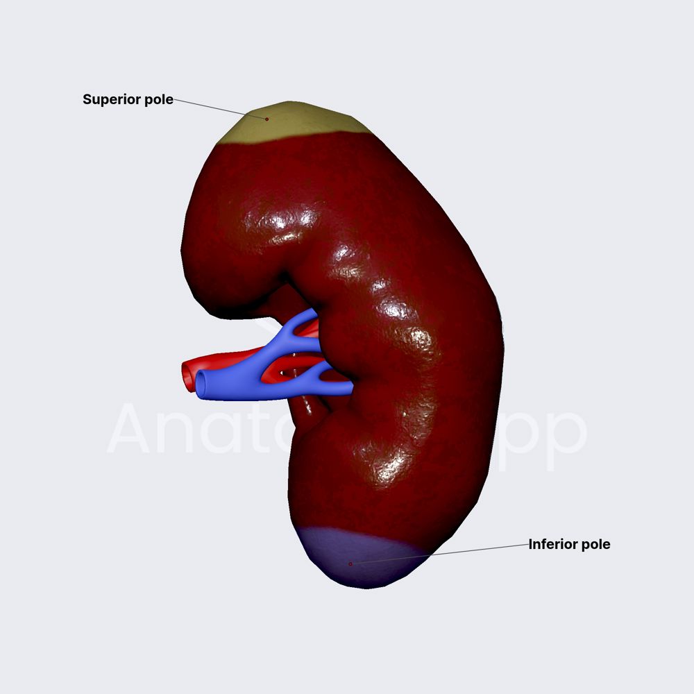 Poles of kidneys