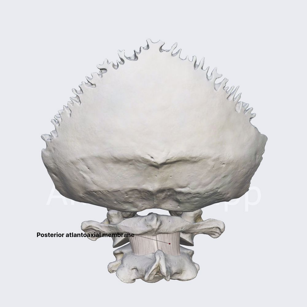 Posterior atlantoaxial membrane