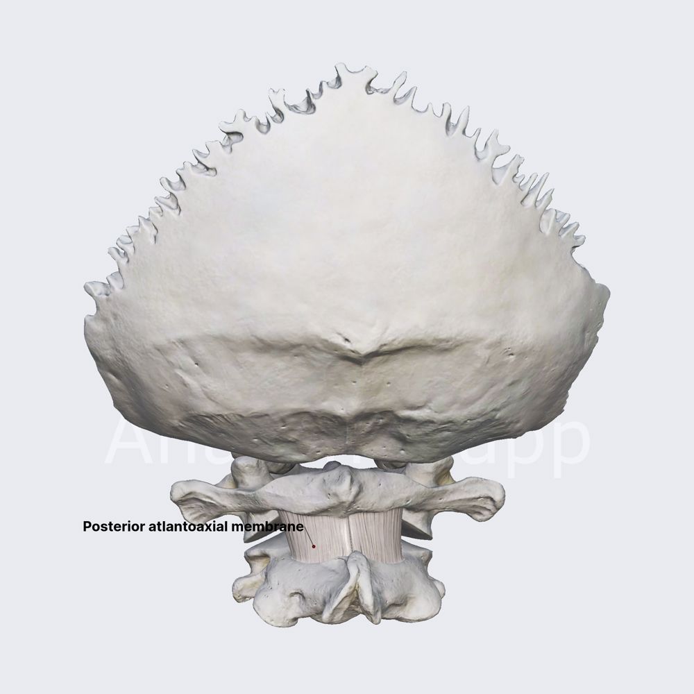 Posterior atlantoaxial membrane