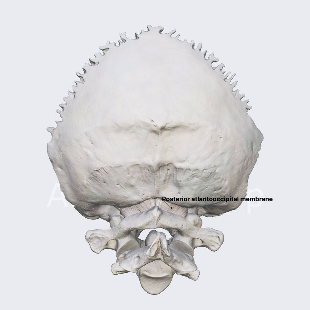Posterior atlantooccipital membrane