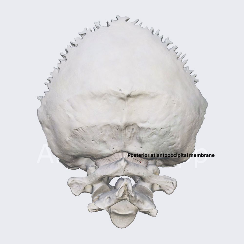 Posterior atlantooccipital membrane