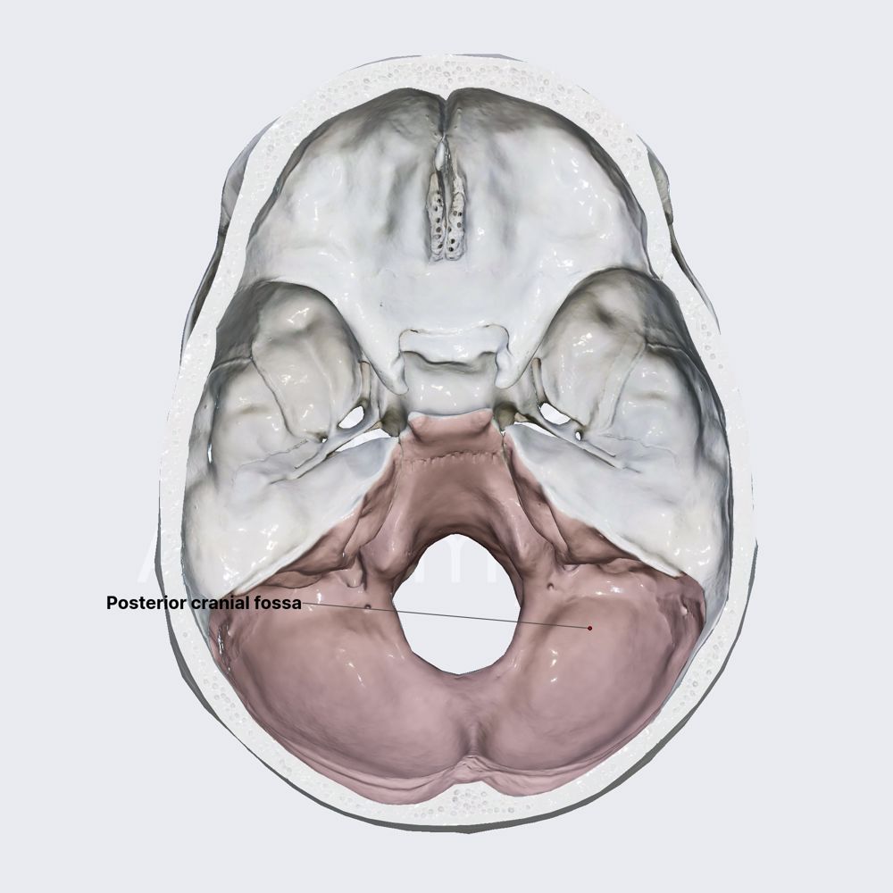 Posterior cranial fossa