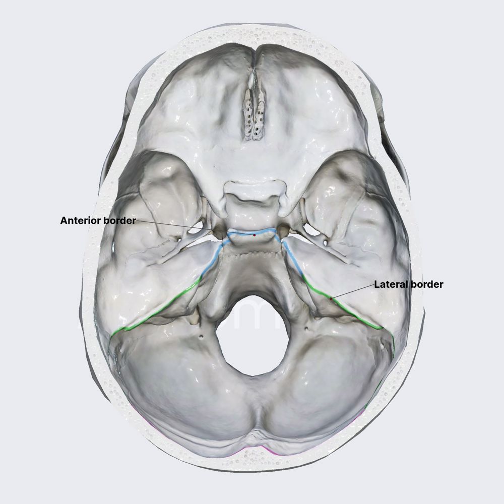 Posterior cranial fossa (borders)