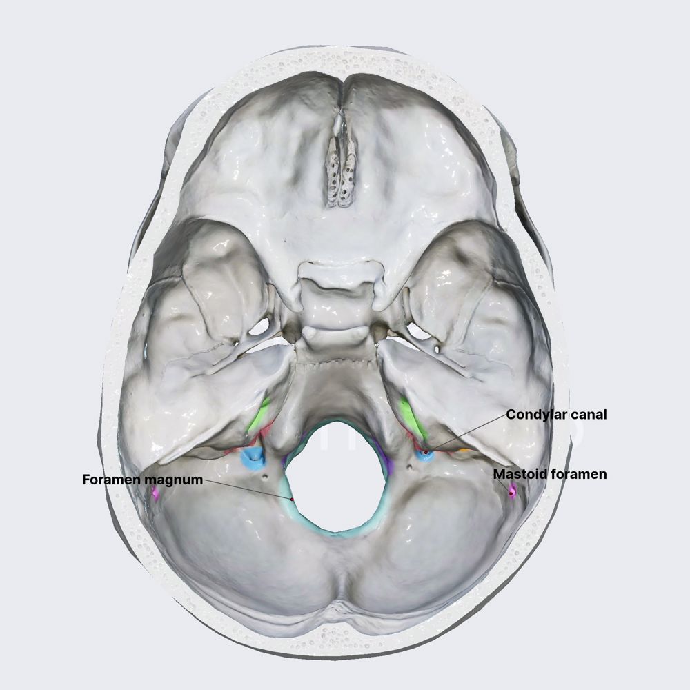 Posterior cranial fossa (openings)