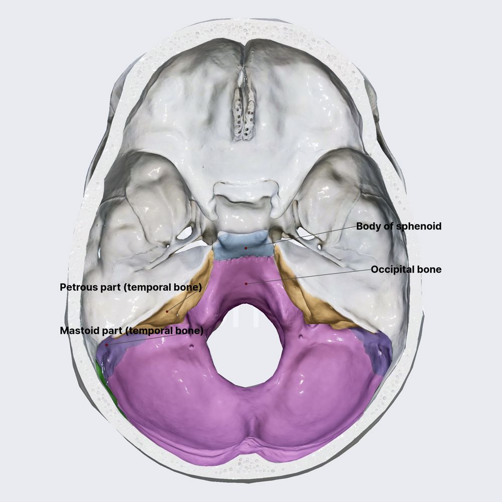 Posterior cranial fossa (walls)