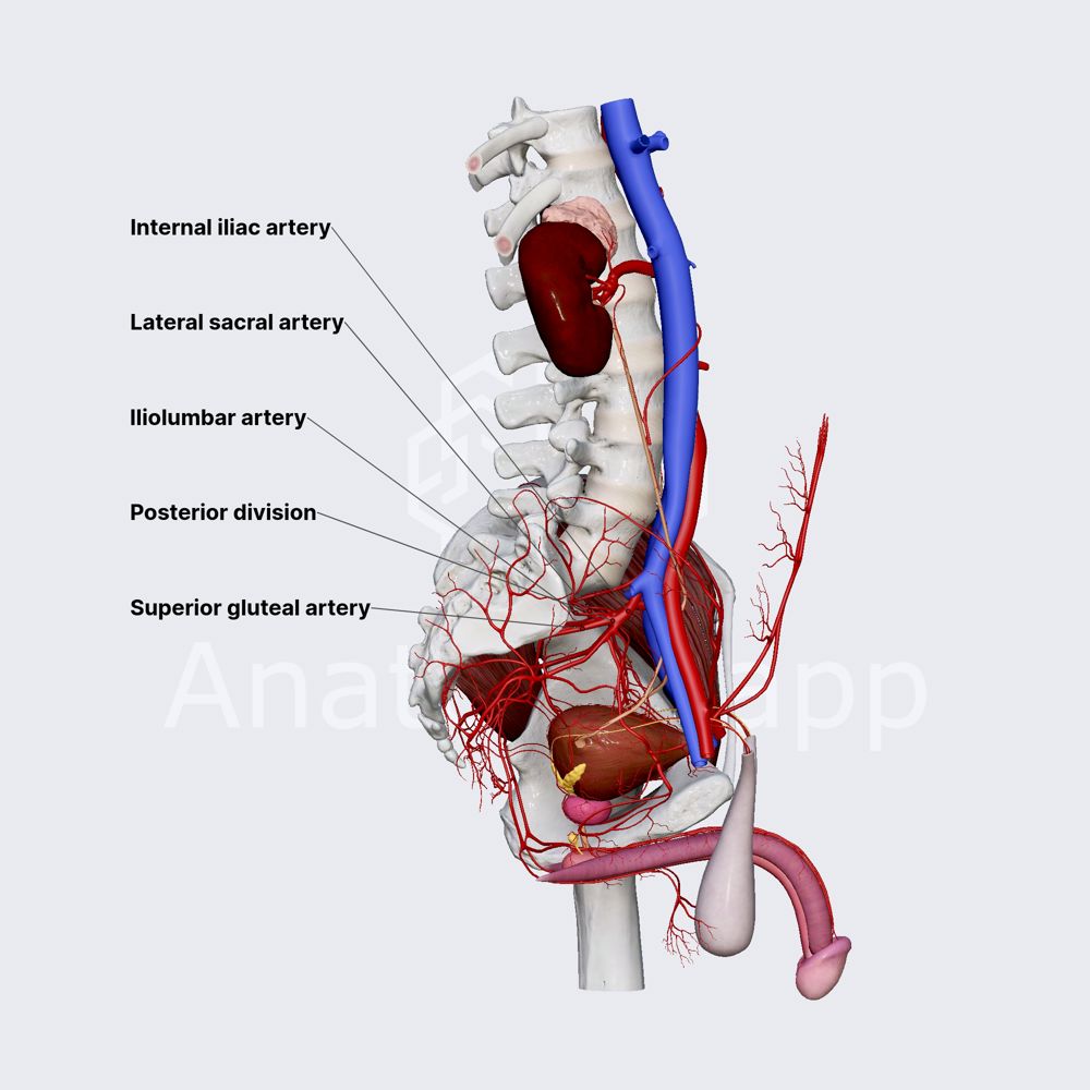 Posterior division of internal iliac artery