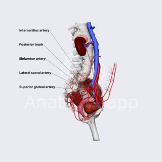 Posterior division of internal iliac artery (female pelvis) image
