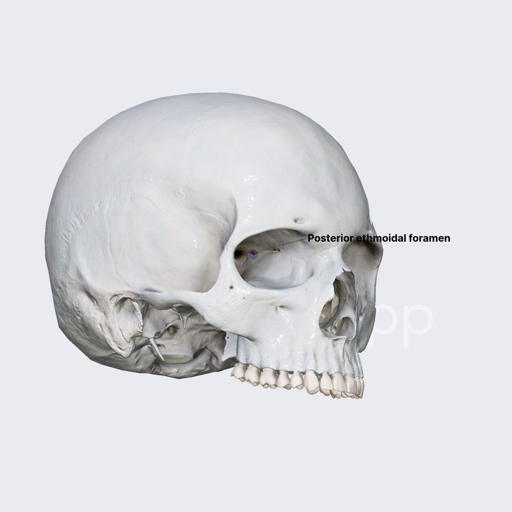 Posterior ethmoidal foramen