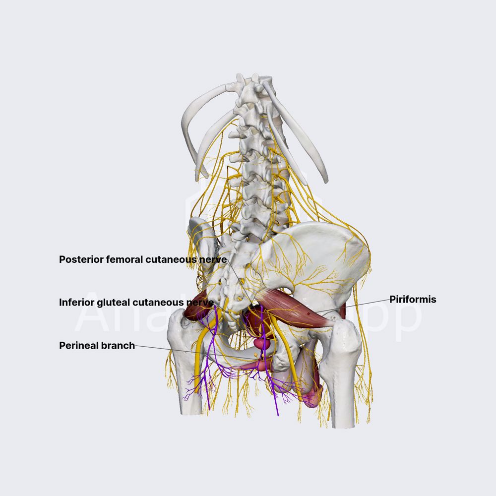Posterior femoral cutaneous nerve