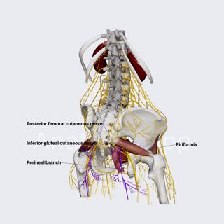 Posterior femoral cutaneous nerve (female pelvis) image