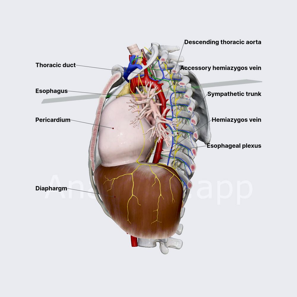 Posterior mediastinum