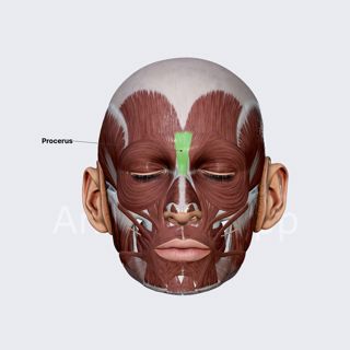 Procerus image
