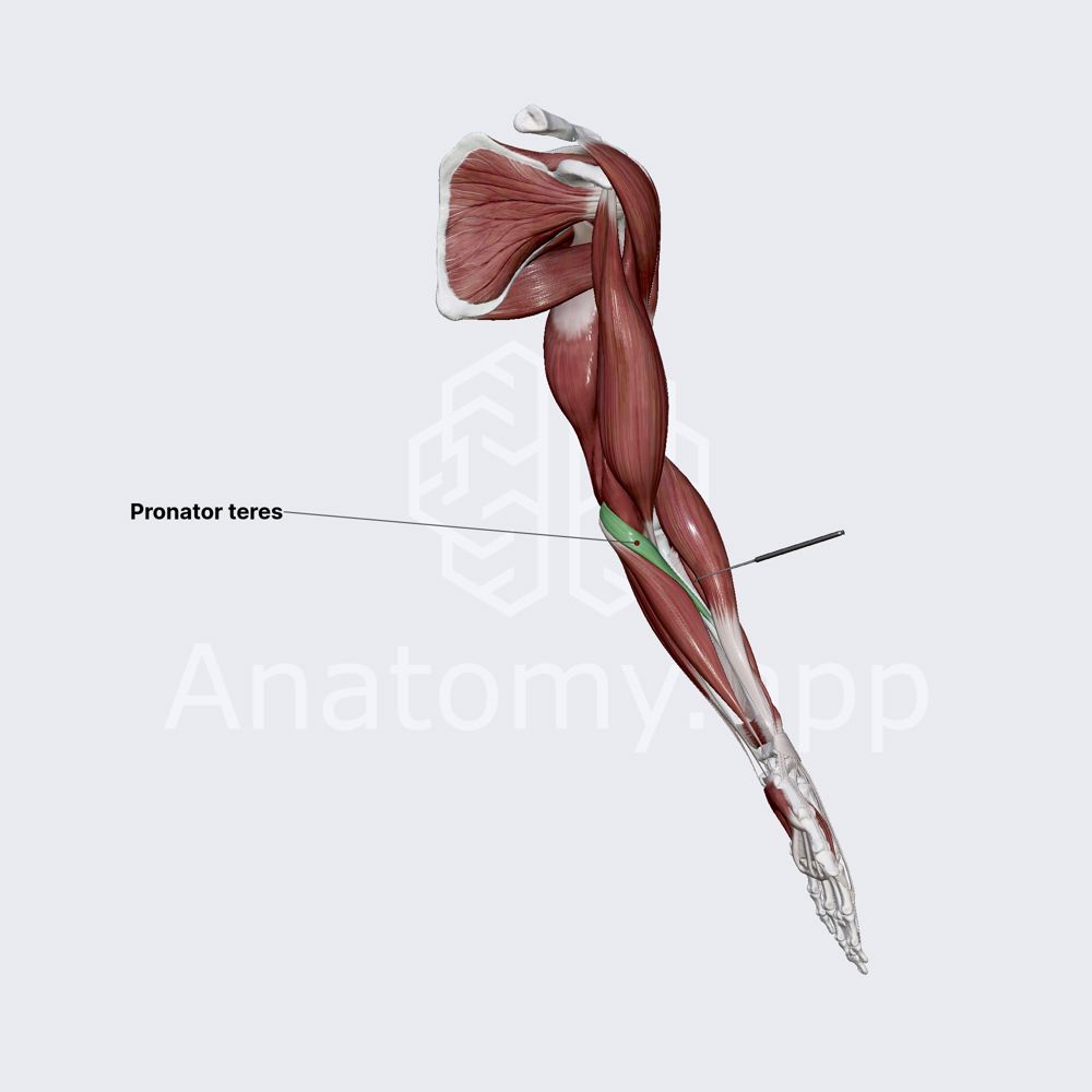 Pronator teres