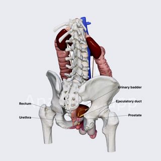 Prostate image