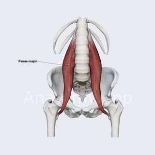 Psoas major muscle image