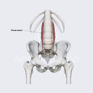 Psoas minor muscle image