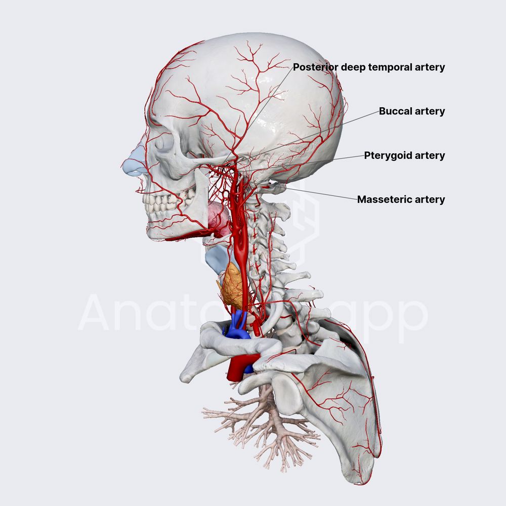 Pterygoid part of maxillary artery