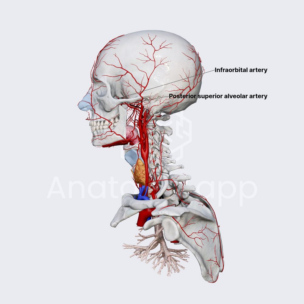 Pterygopalatine part of maxillary artery