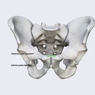Pubic symphysis and its ligaments image