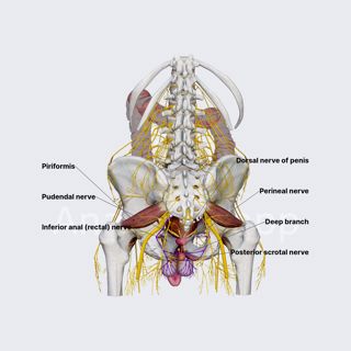 Pudendal nerve (male pelvis) image