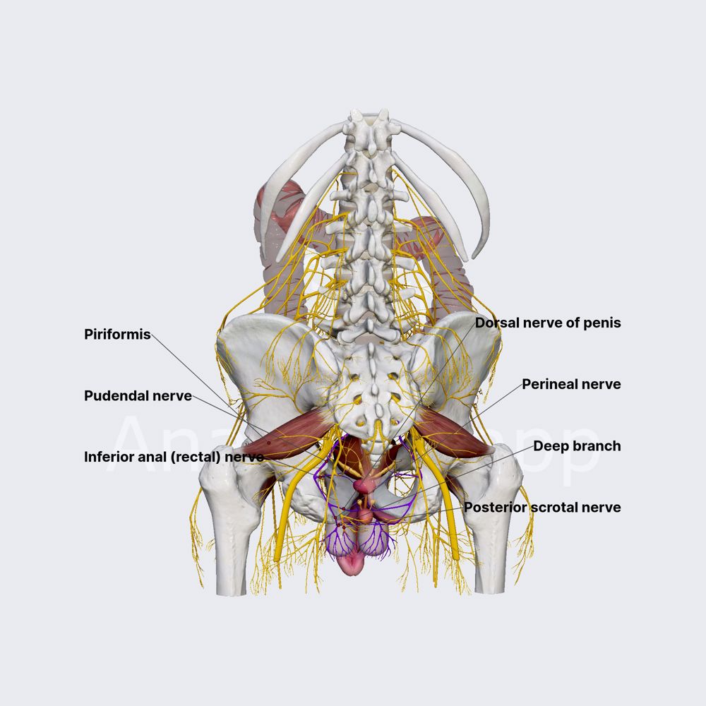 Pudendal nerve