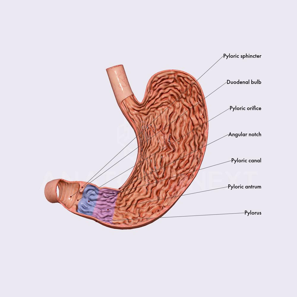 Pylorus and muscular layer of stomach