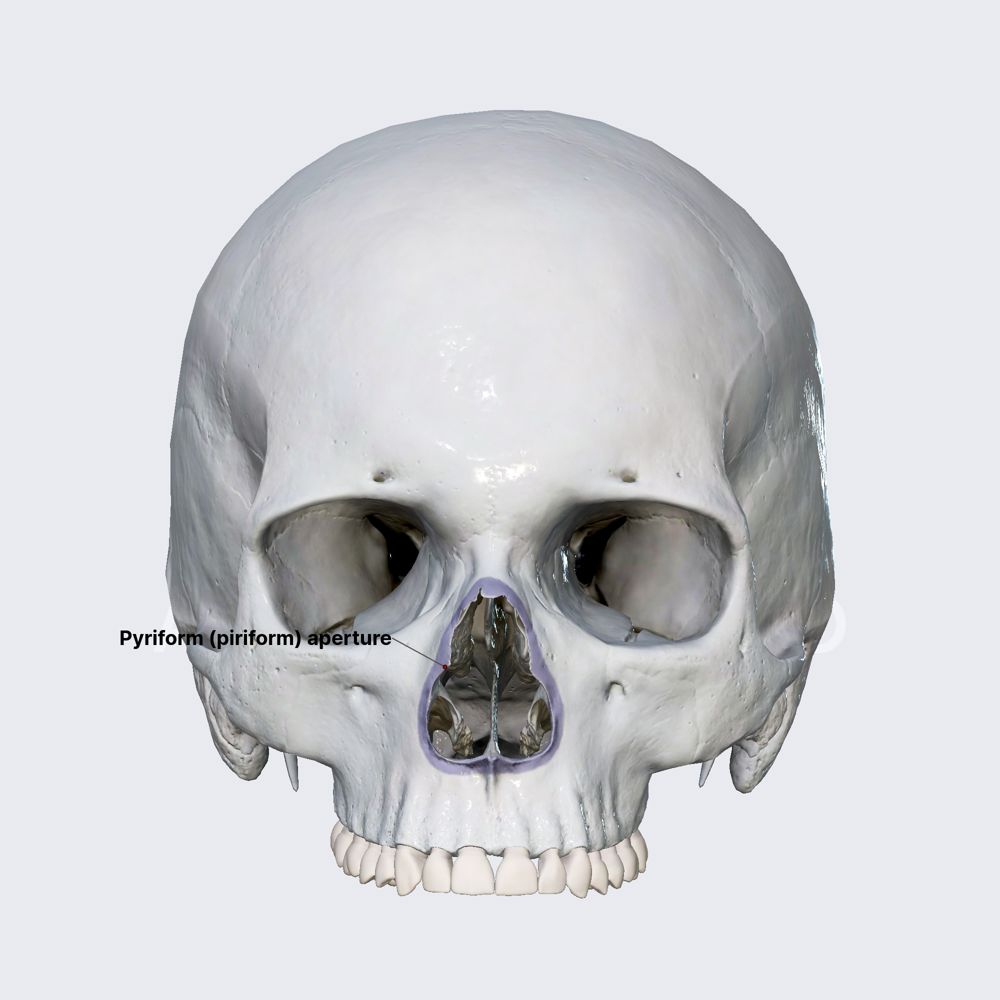 Pyriform (piriform) aperture