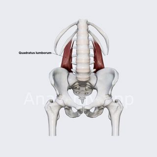 Quadratus lumborum muscle image