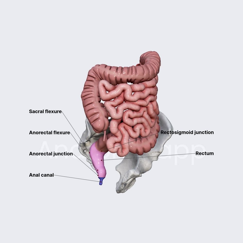 Rectum and anal canal (part 1)