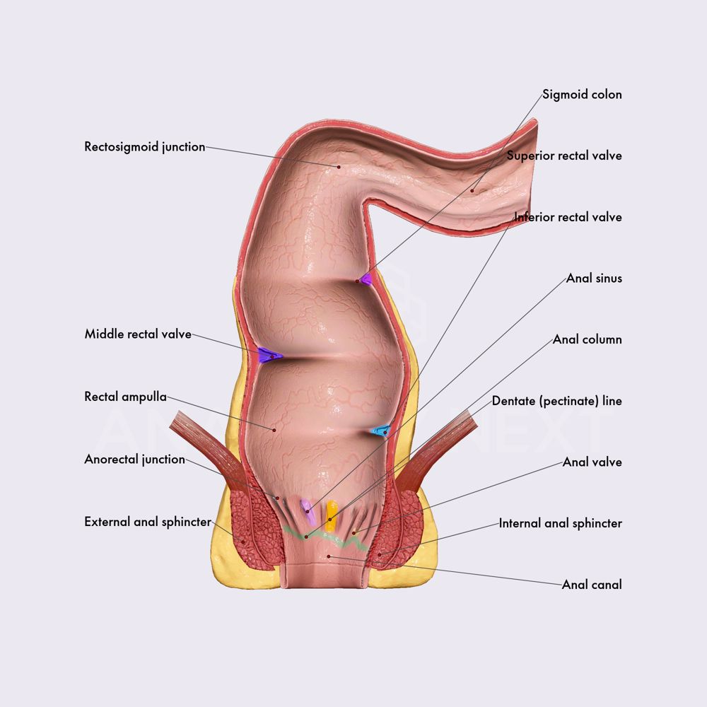 Rectum and anal canal (part 2)