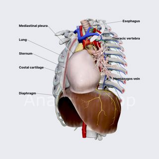 Relations of heart image