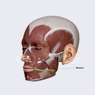 Risorius image