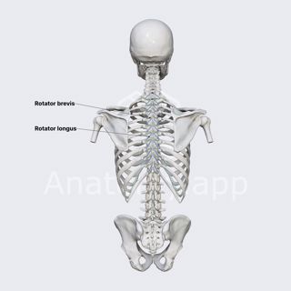 Rotatores spinae muscles image