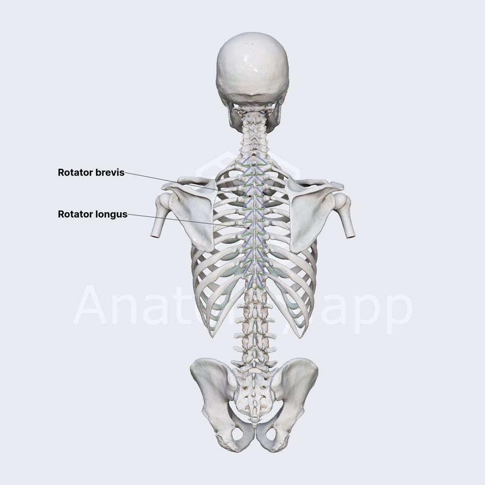 Rotatores spinae muscles