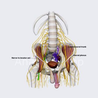 Sacral plexus (male pelvis) image