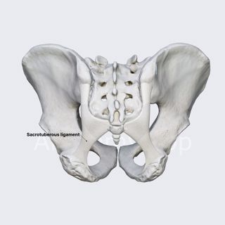 Sacrotuberous ligament image