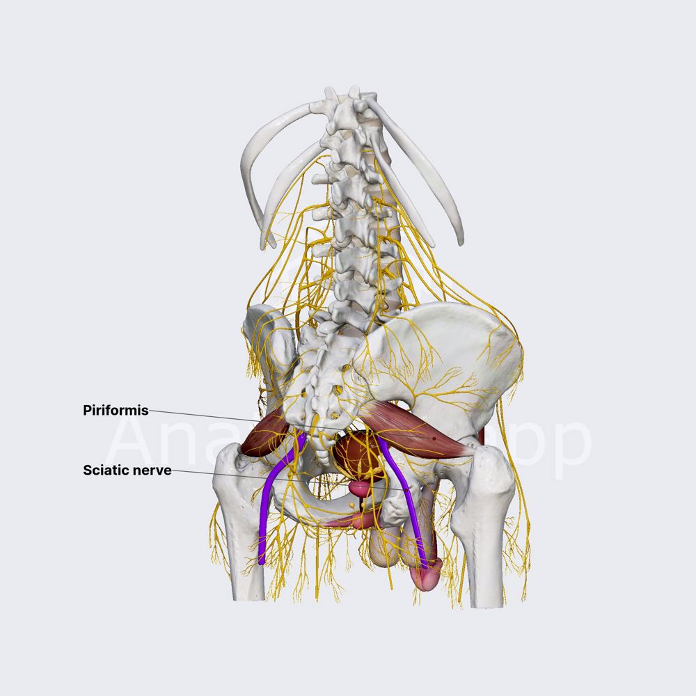 Sciatic nerve