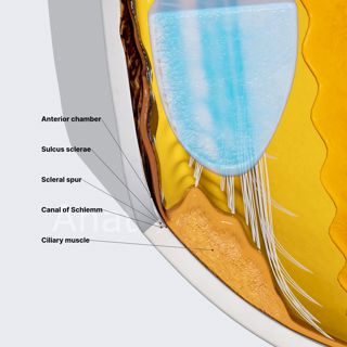 Sclera (part 2) image