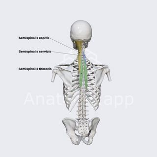 Semispinalis muscles image