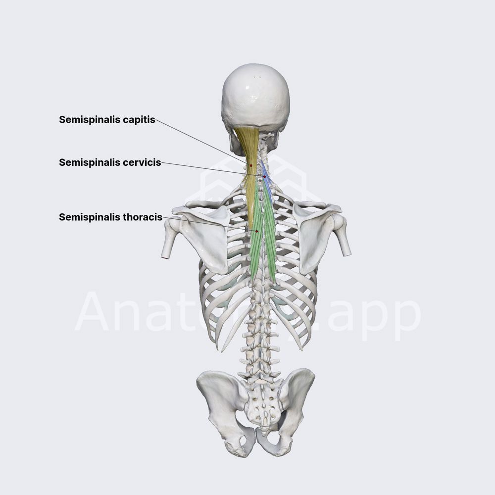 Semispinalis muscles