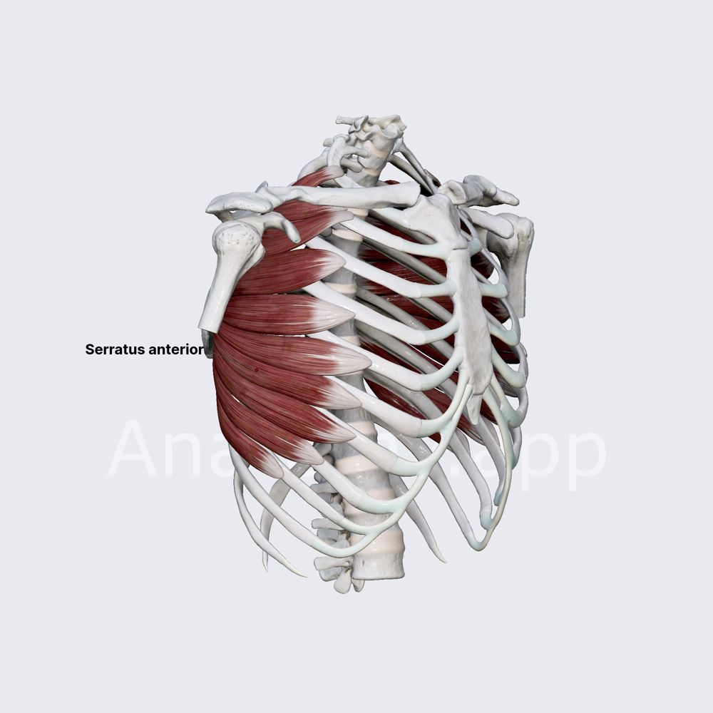 Serratus anterior muscle