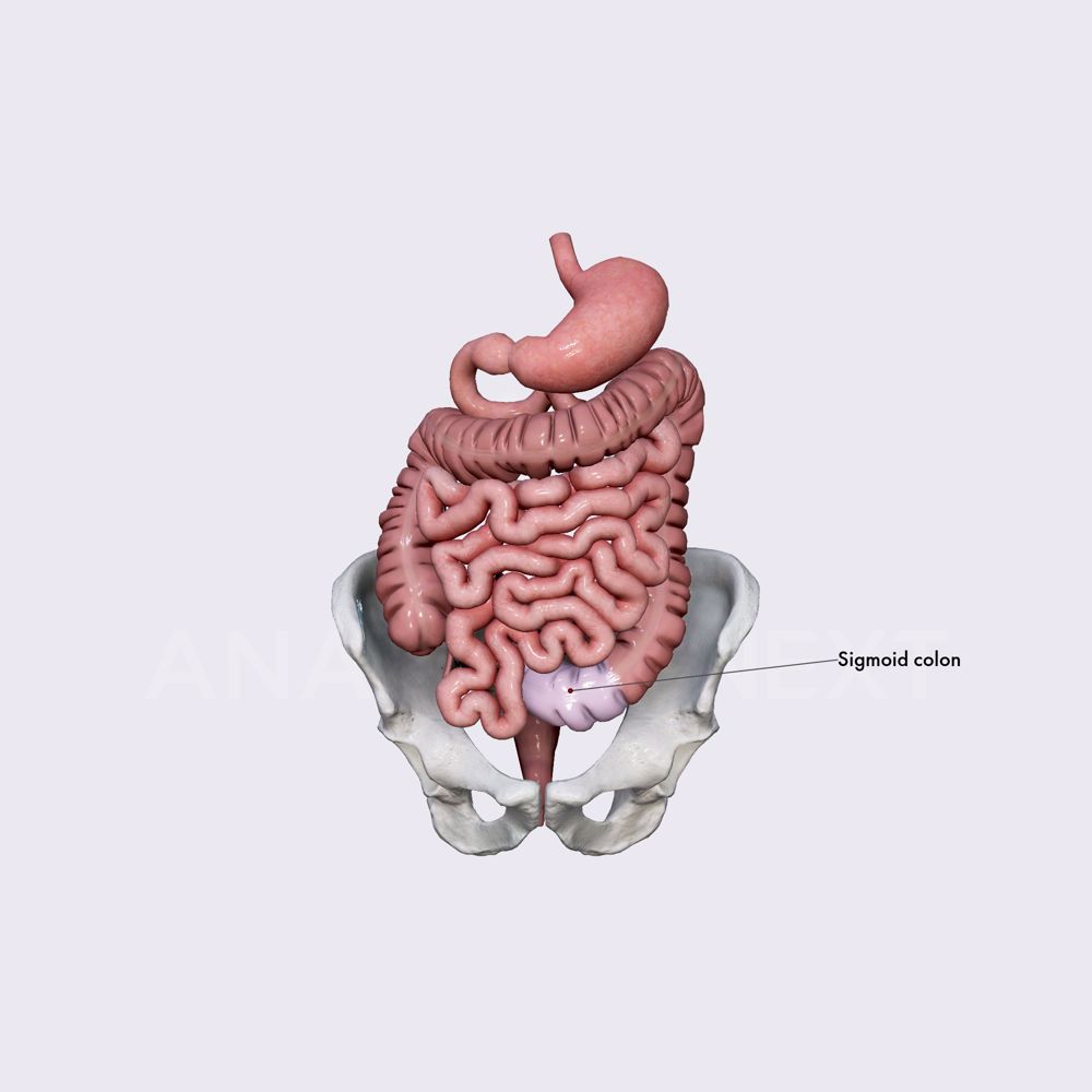 Sigmoid colon