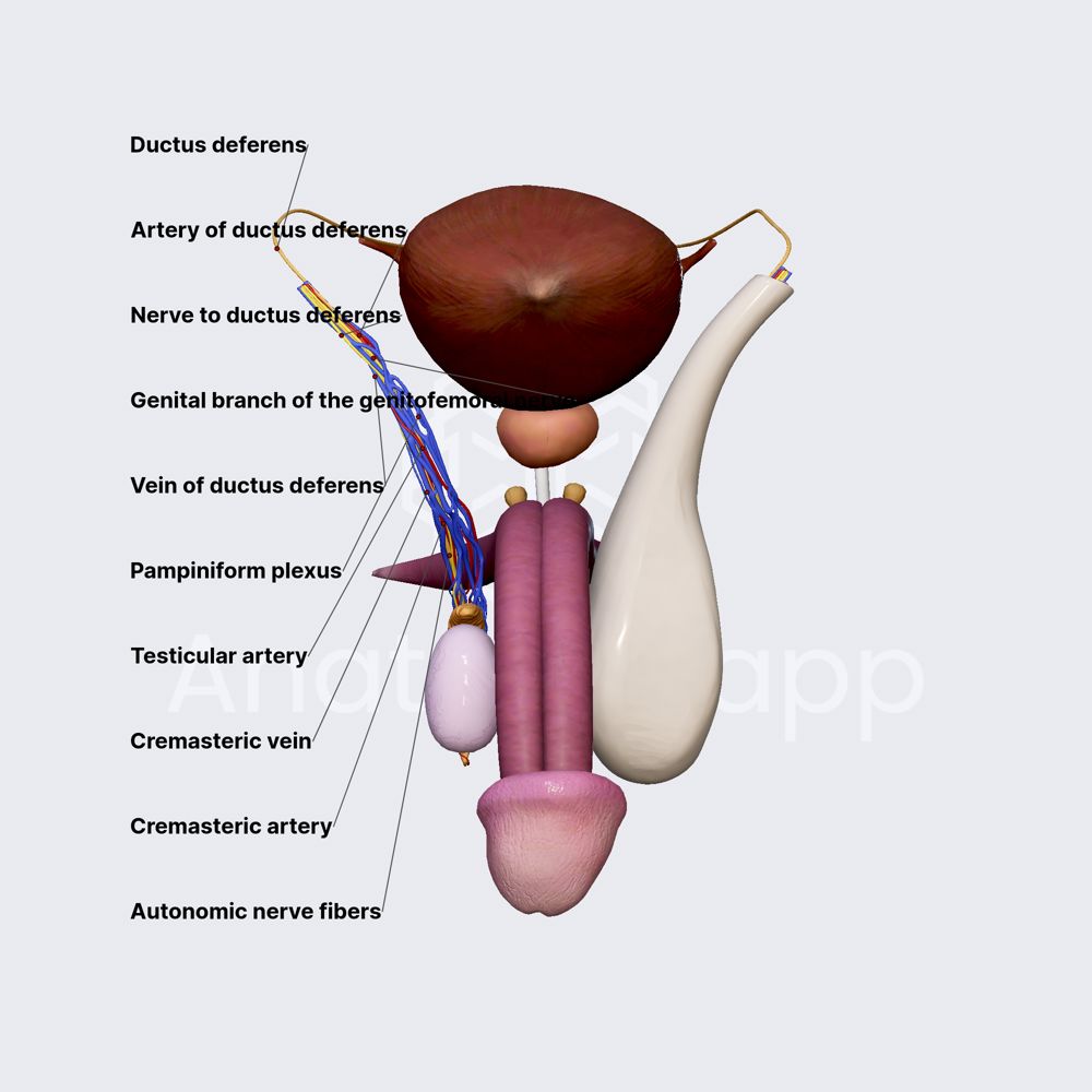 Spermatic cord