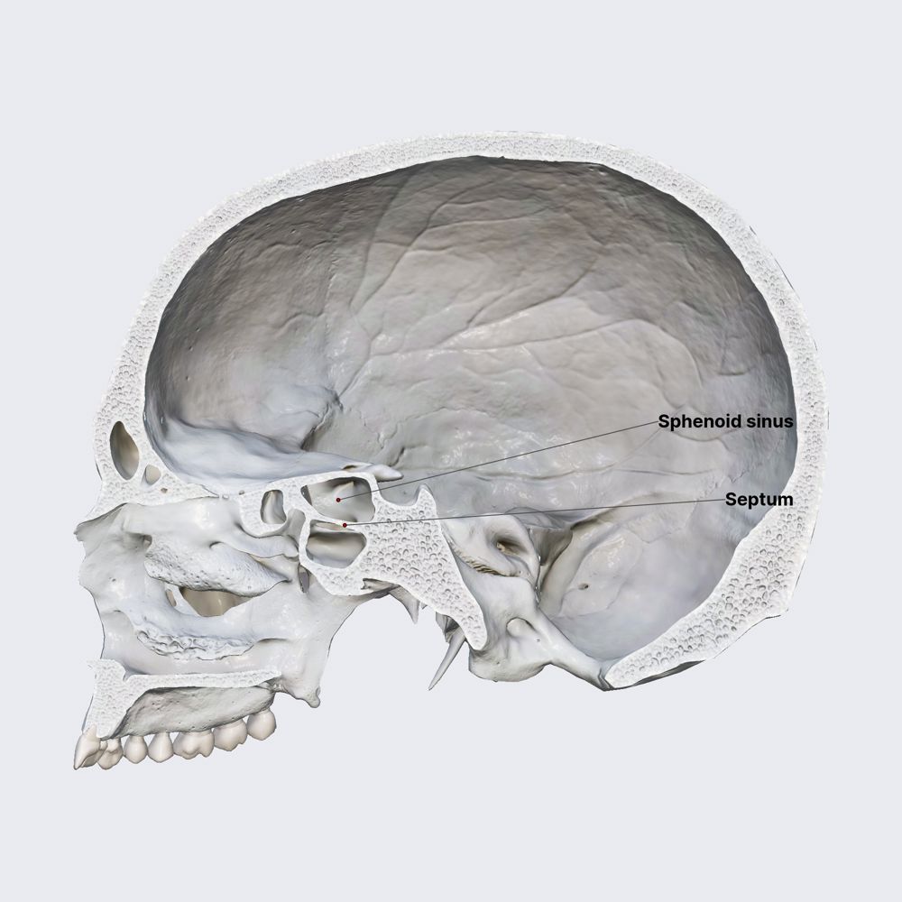 Sphenoid sinus