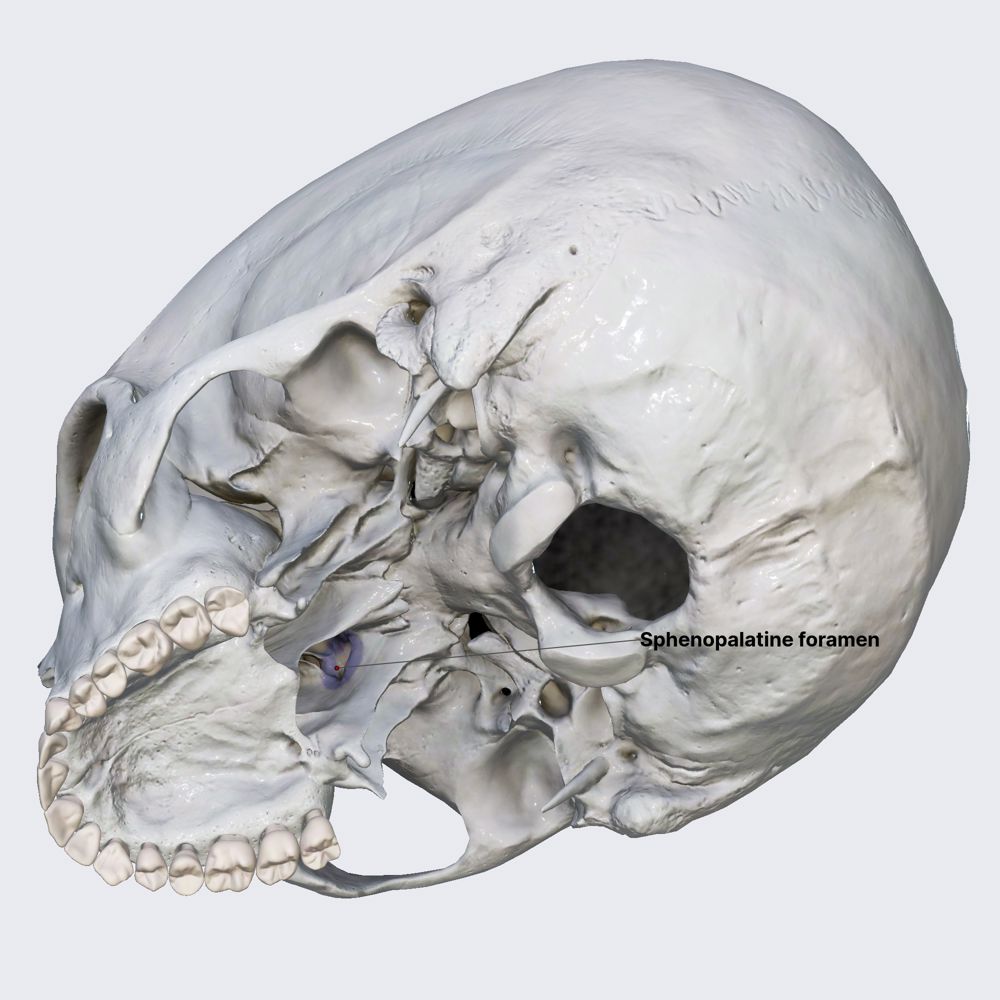 Sphenopalatine foramen