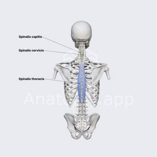 Spinalis muscle image