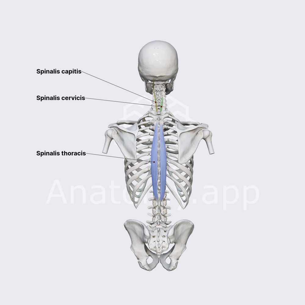 Spinalis muscle