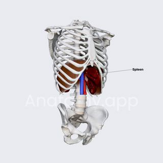 Spleen (overview) image