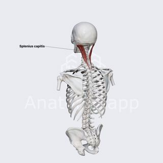 Splenius capitis muscle image