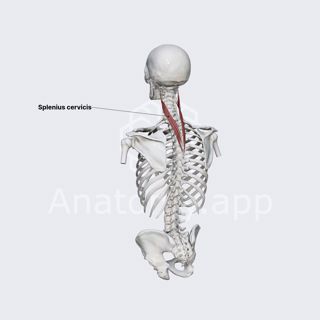 Splenius cervicis muscle image